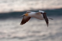 Terej australsky - Sula serrator - Australian Gannet - takapu 2253